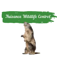 Nuisance Wildlife Control